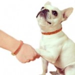 Mans Best Friend Biography Bracelet Set by Astley Clarke